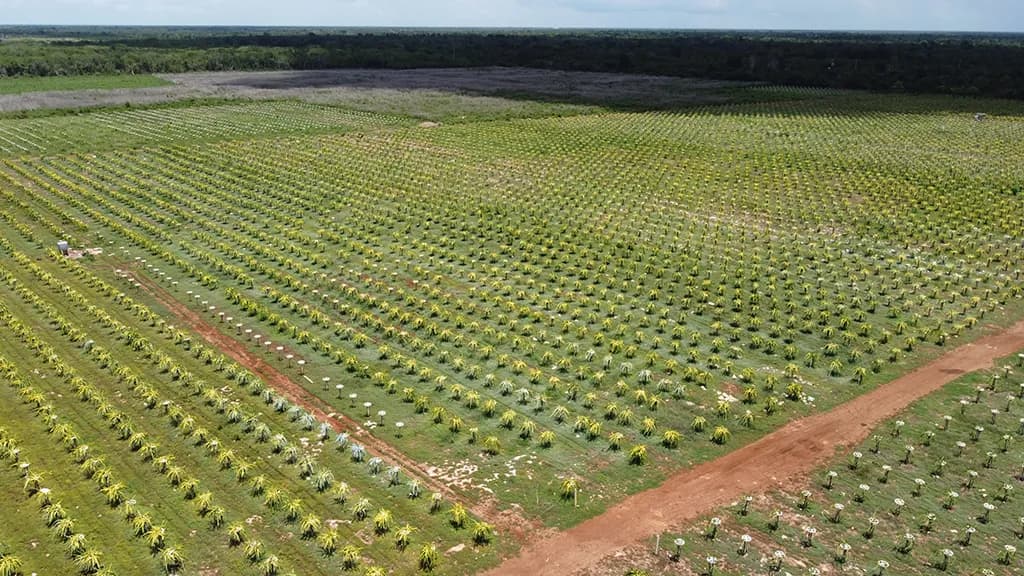 Vista de Pitahaya Campo Productivo