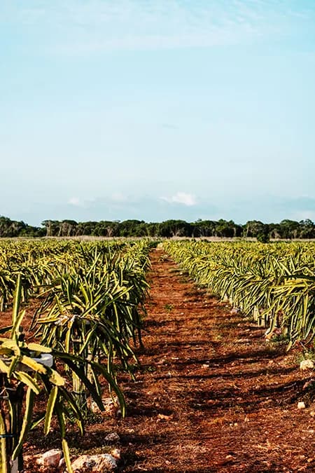 Preparación de parcelas